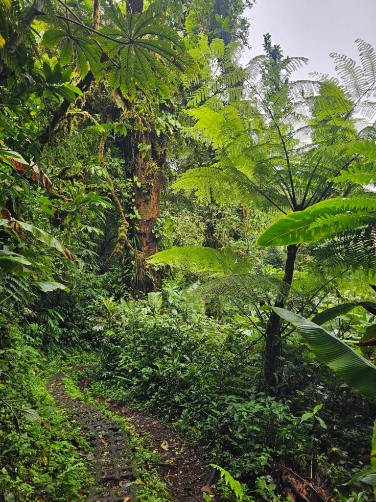 Monteverde santa elena