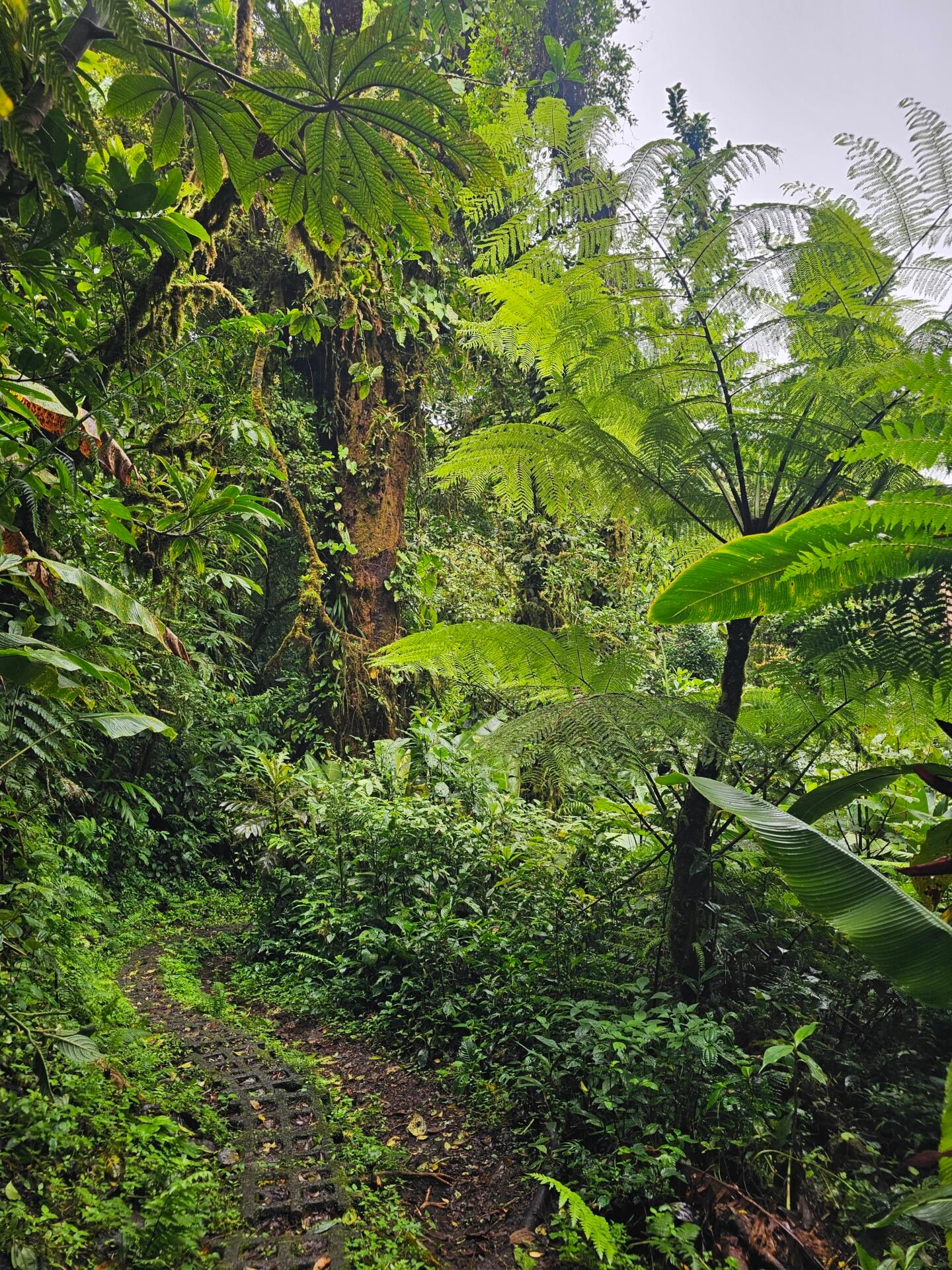 Monteverde santa elena