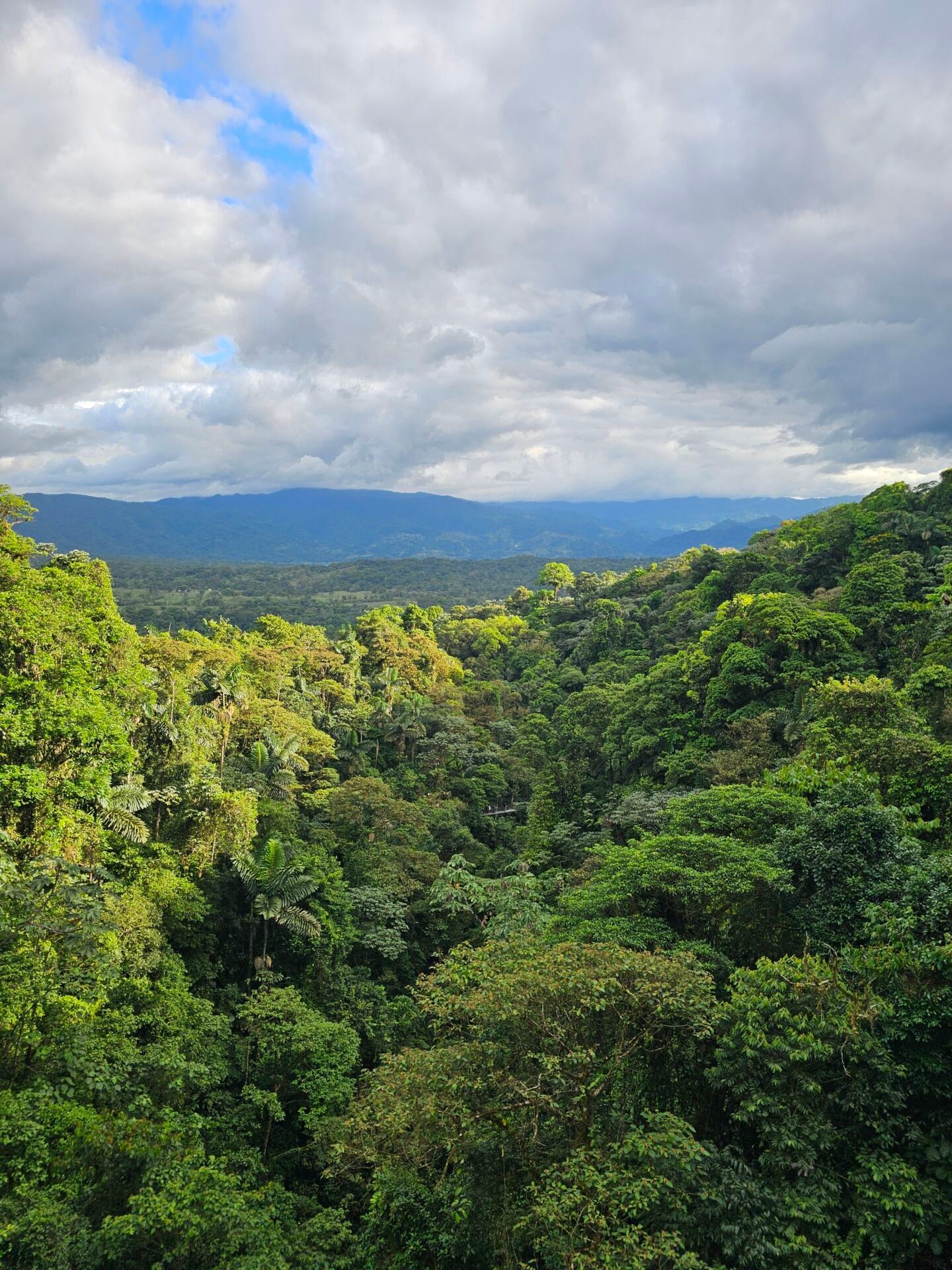 Bosque lluvioso zona norte